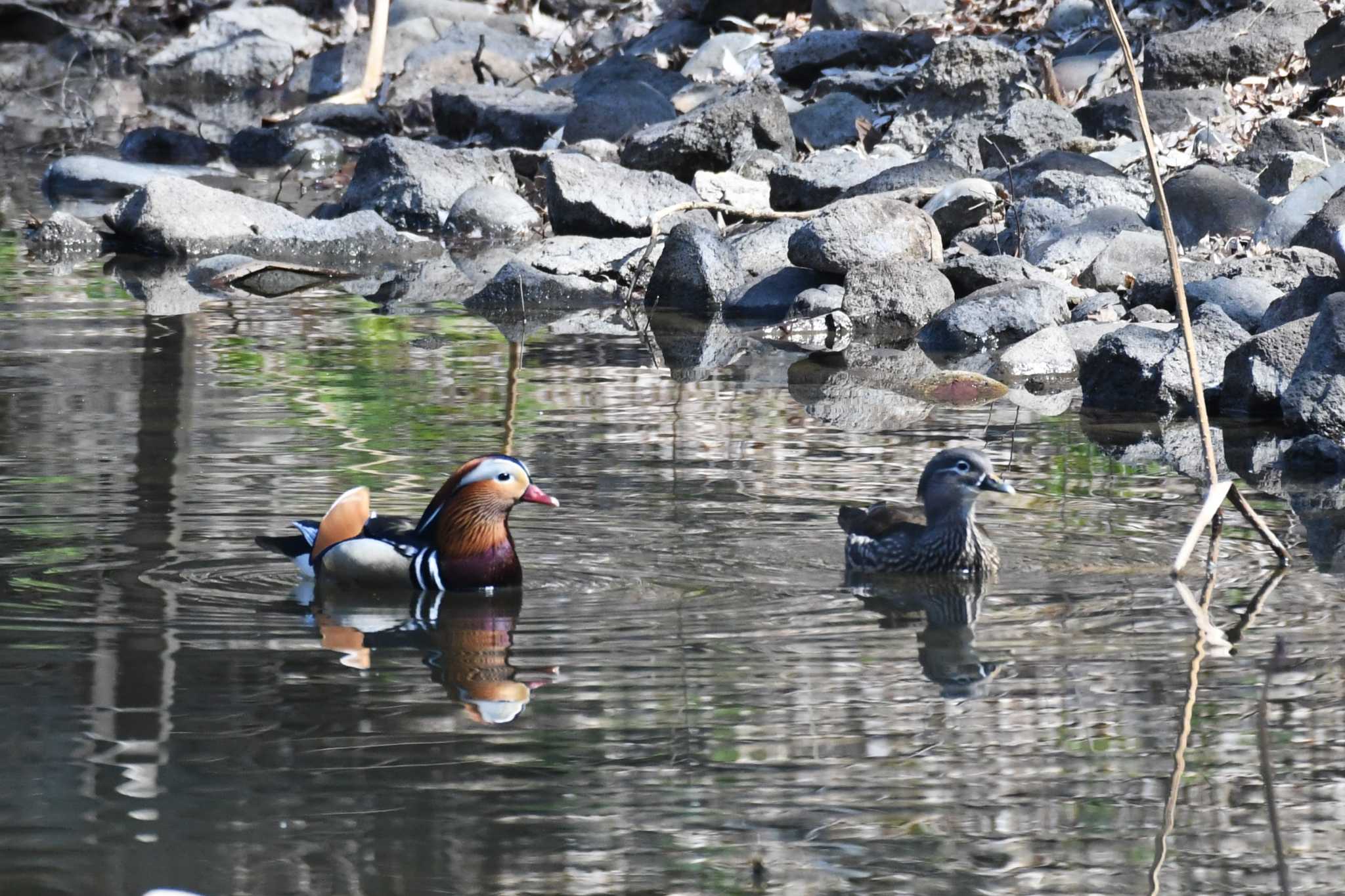 Photo of Mandarin Duck at 弘前城公園 by 岸岡智也