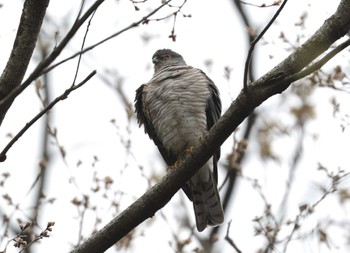 Japanese Sparrowhawk 多摩地区 Thu, 4/4/2024