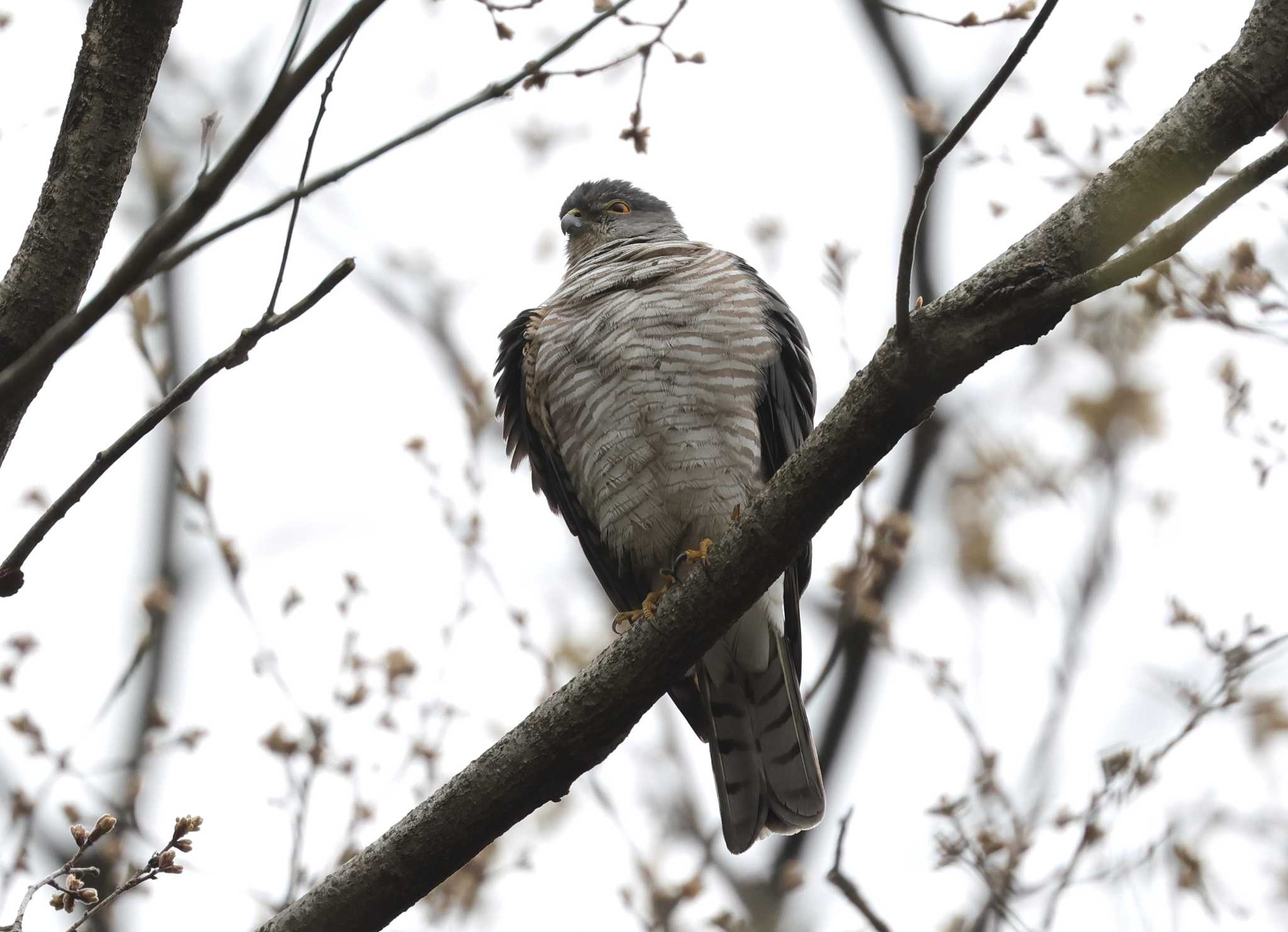 Photo of Japanese Sparrowhawk at 多摩地区 by taiga