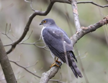 Japanese Sparrowhawk 多摩地区 Thu, 4/4/2024