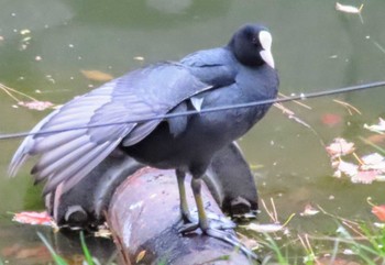 Eurasian Coot Imperial Palace Sat, 4/6/2024