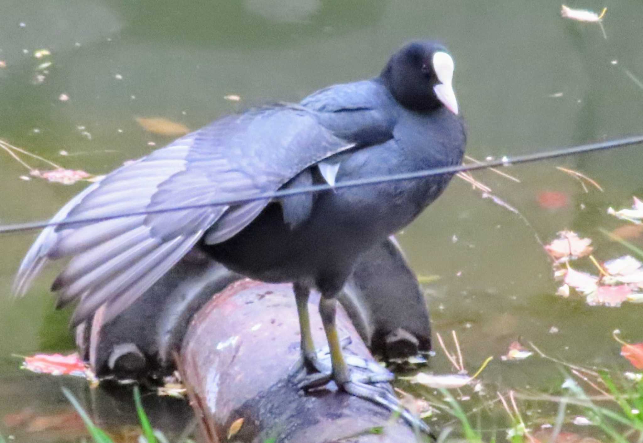 Photo of Eurasian Coot at Imperial Palace by ashi