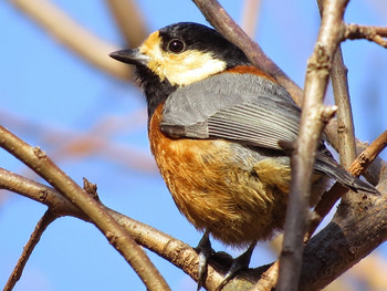 Varied Tit 和歌山城公園 Unknown Date