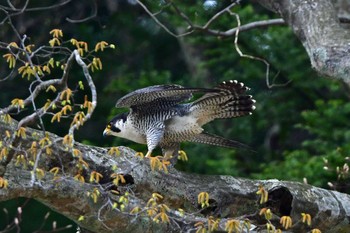 ハヤブサ 青葉山公園 2024年4月6日(土)