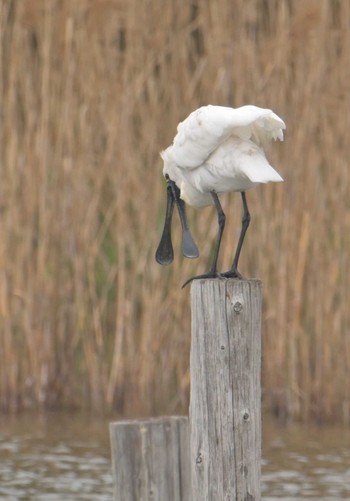 Sat, 4/6/2024 Birding report at Kasai Rinkai Park