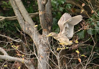 ゴイサギ 葛西臨海公園 2024年4月6日(土)