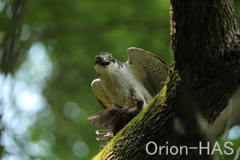 Eurasian Goshawk 東京都多摩地域 Fri, 6/23/2017