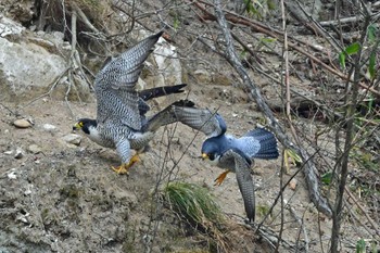 ハヤブサ 青葉山公園 2024年4月6日(土)