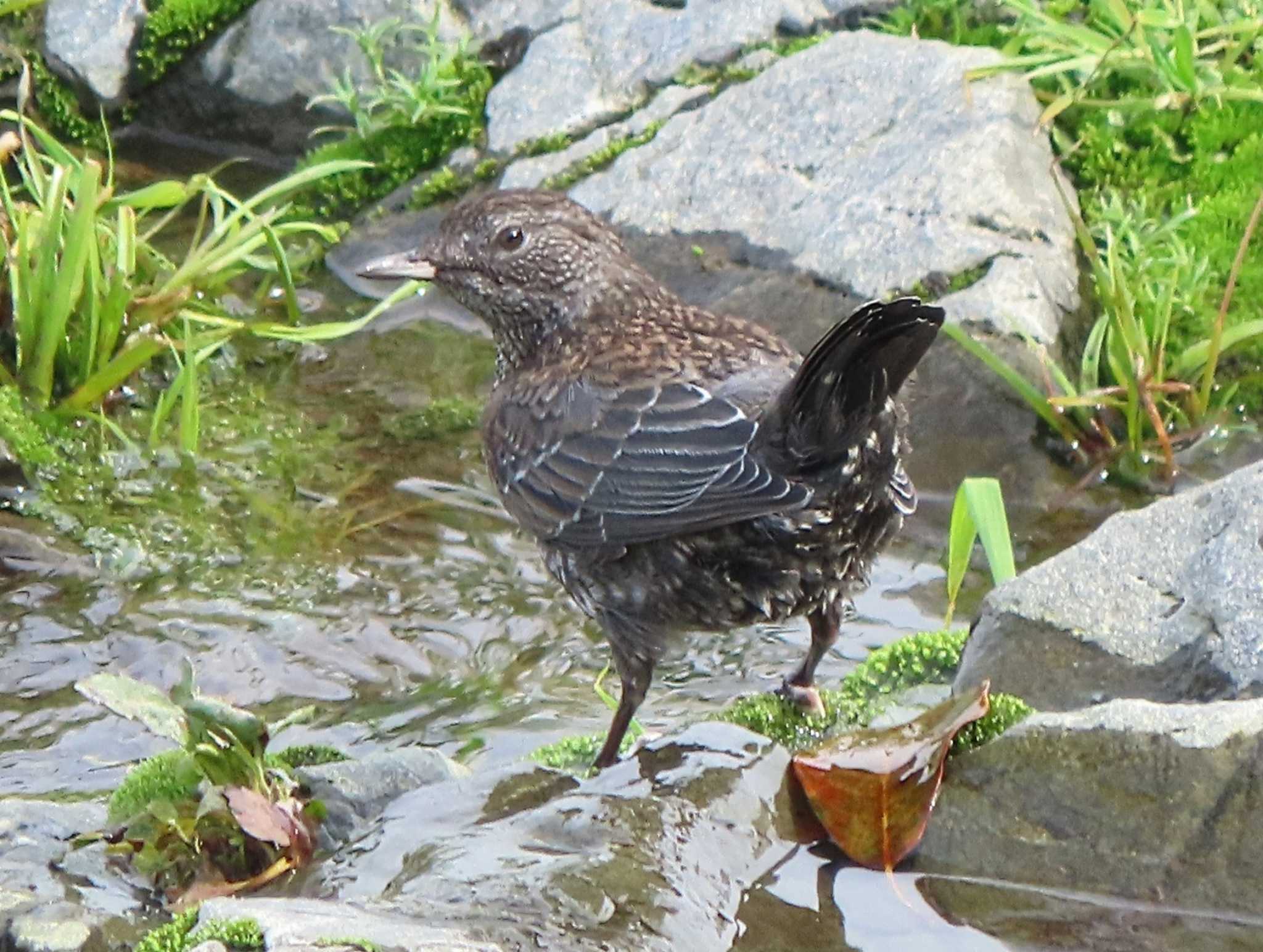 Photo of Brown Dipper at  by あなちゃん
