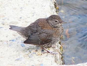 カワガラス 場所が不明 2024年4月6日(土)