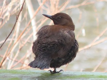 Brown Dipper Unknown Spots Sat, 4/6/2024