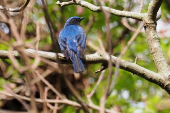 Blue-and-white Flycatcher Moritogawa Sat, 4/6/2024