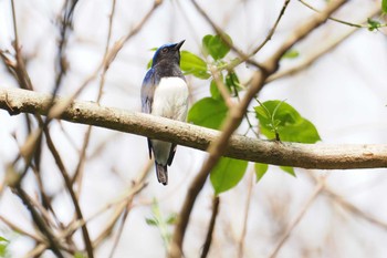 Blue-and-white Flycatcher Moritogawa Sat, 4/6/2024