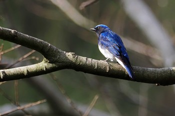 Blue-and-white Flycatcher Moritogawa Sat, 4/6/2024