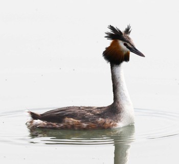 Great Crested Grebe 湖北湖岸 Sat, 4/6/2024