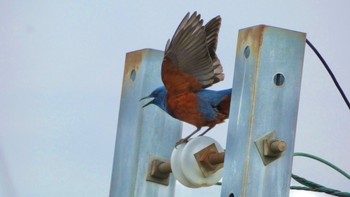 Blue Rock Thrush 自宅前 Fri, 4/5/2024