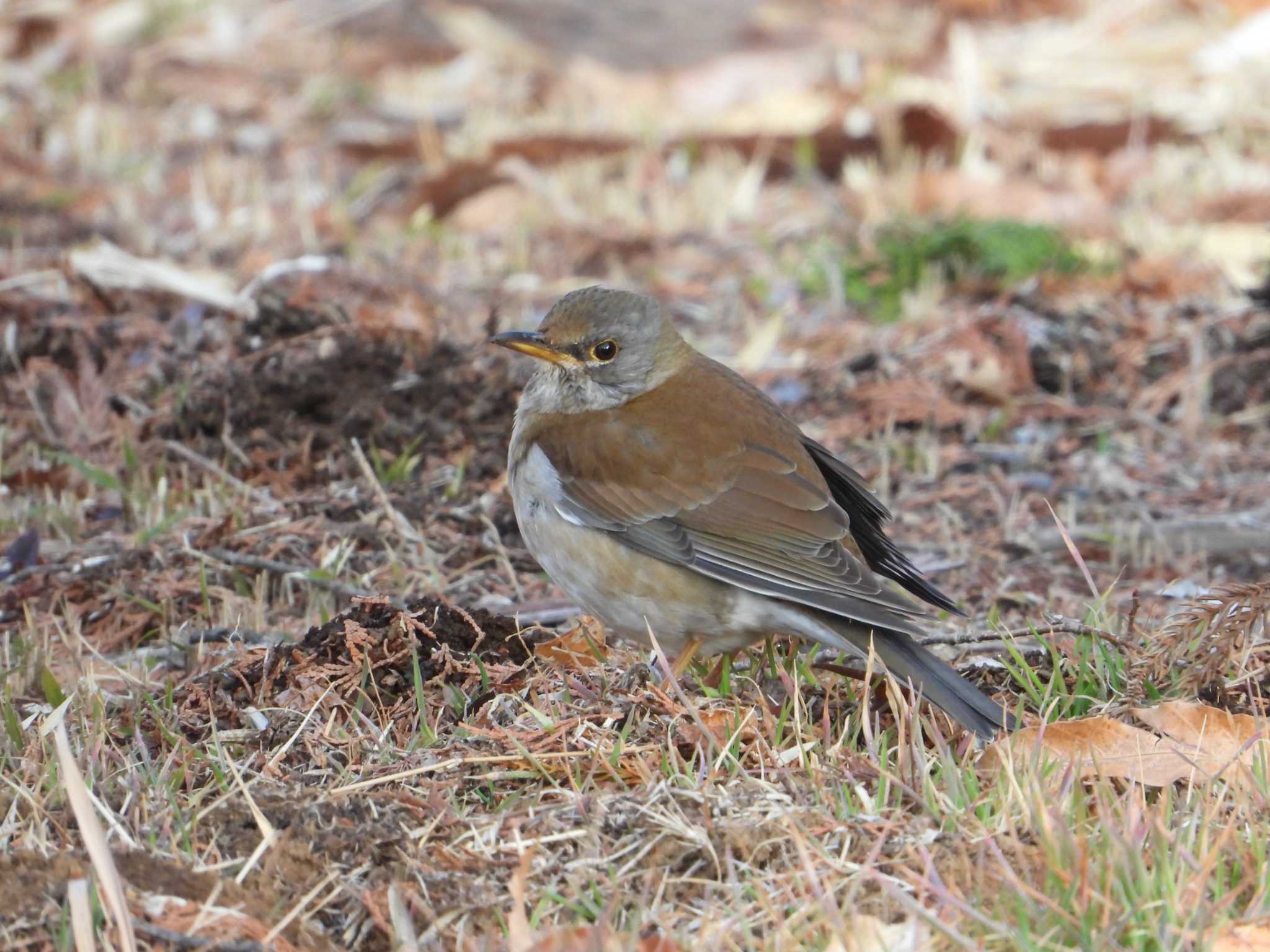 Pale Thrush