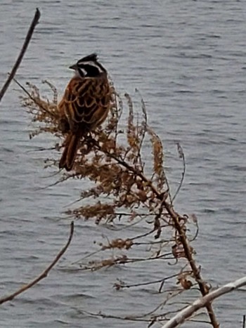 Meadow Bunting Teganuma Sat, 4/6/2024