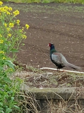 Green Pheasant Teganuma Sat, 4/6/2024