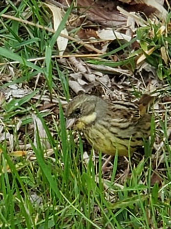 Masked Bunting Teganuma Sat, 4/6/2024