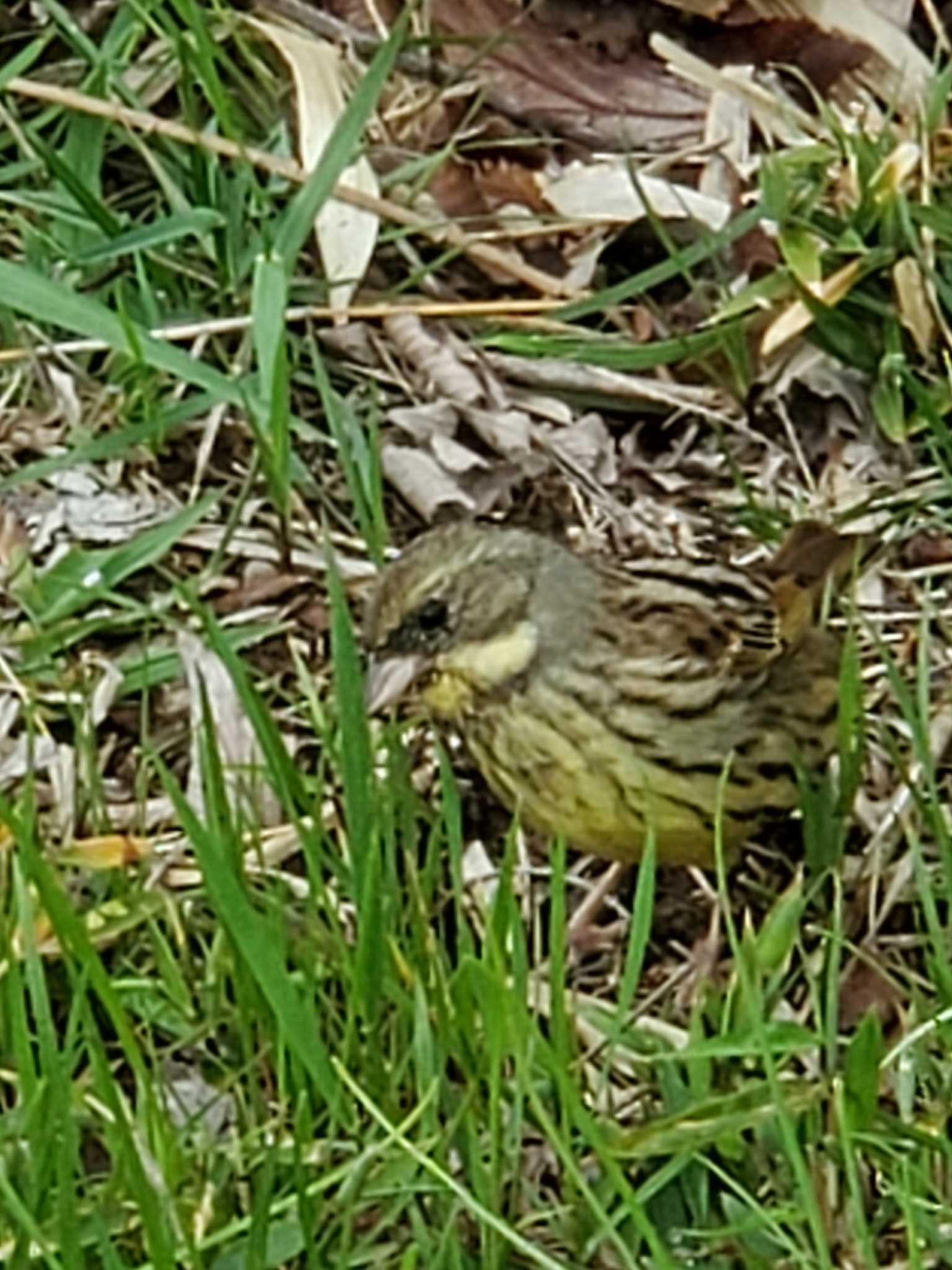 Photo of Masked Bunting at Teganuma by アカウント13196