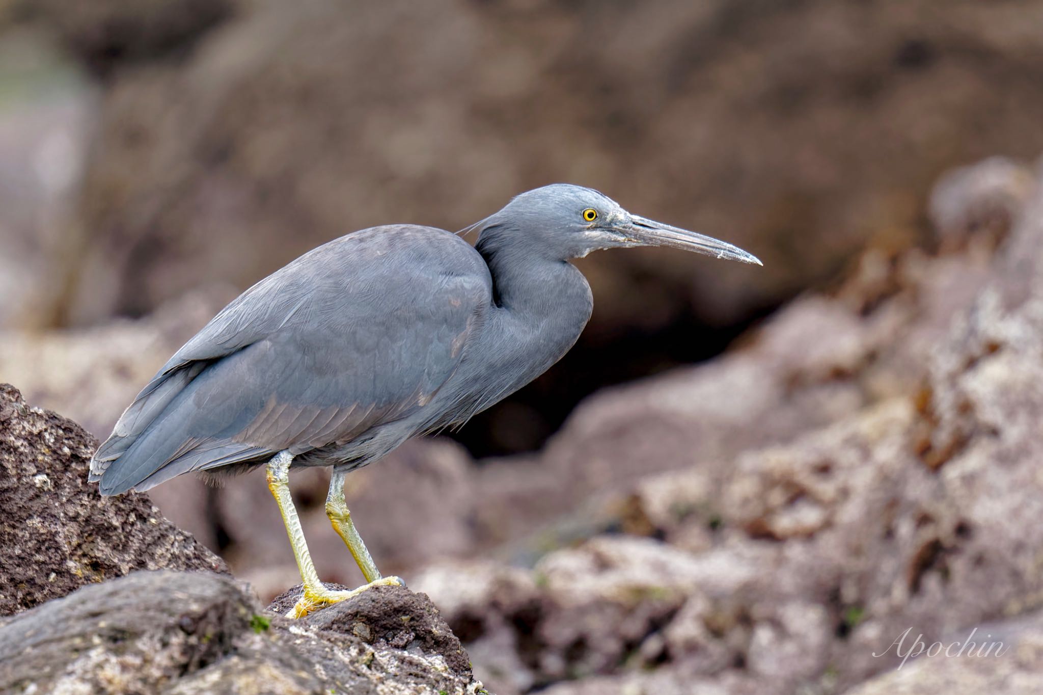 Photo of Pacific Reef Heron at 真鶴岬 by アポちん