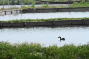 シマアジ 稲敷市 2024年4月2日(火)