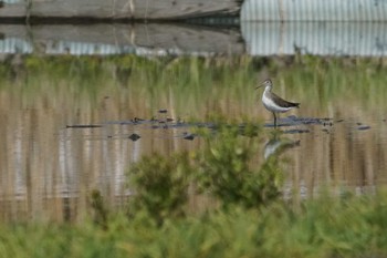 Wood Sandpiper Inashiki Tue, 4/2/2024