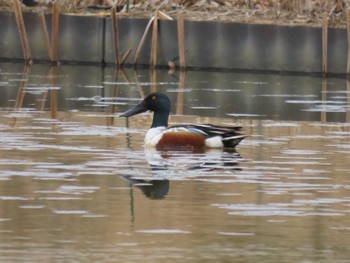 Northern Shoveler Izunuma Wed, 4/3/2024