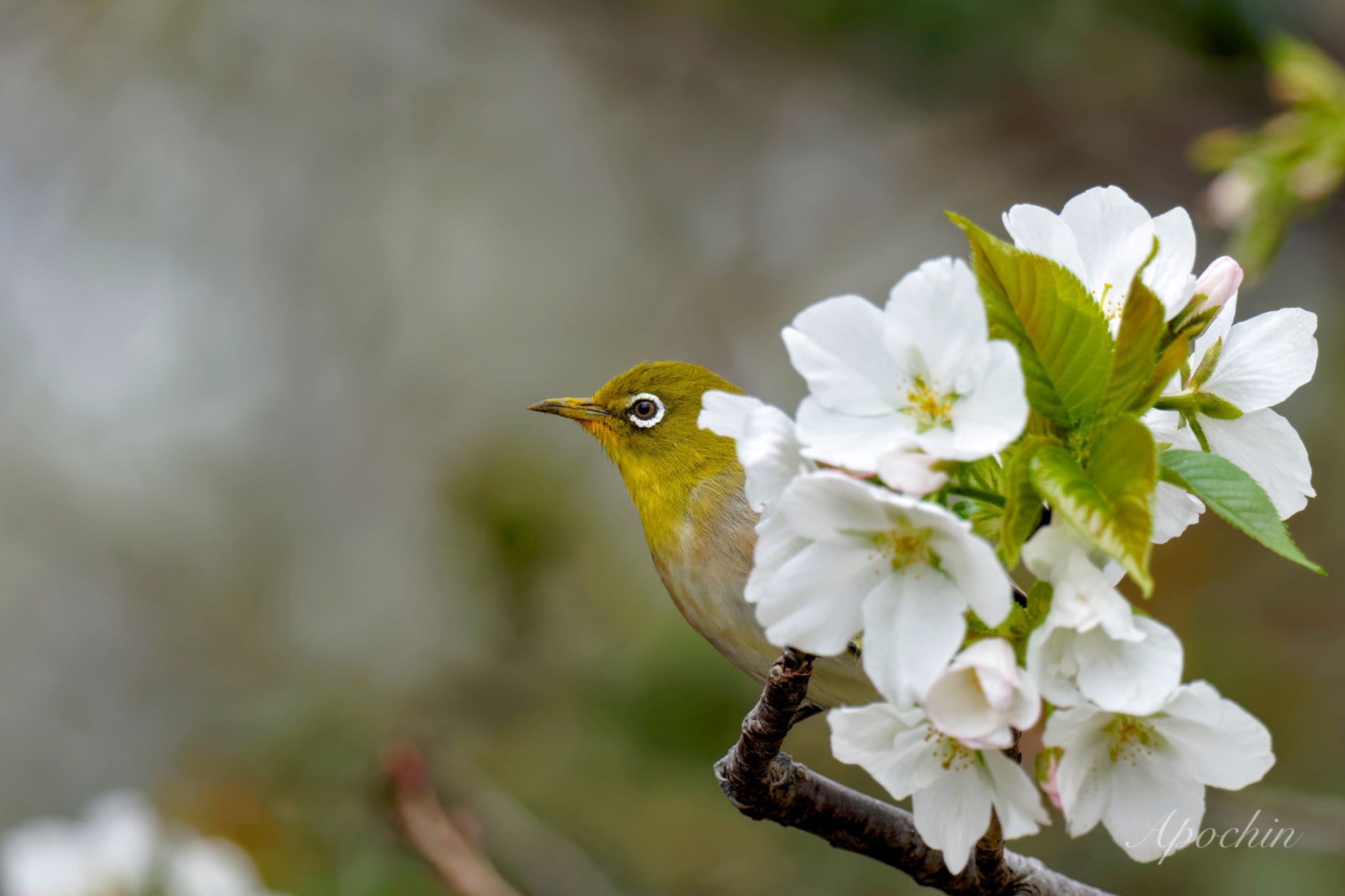 Warbling White-eye