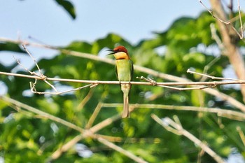 Chestnut-headed Bee-eater ベトナム Mon, 4/1/2024