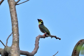 Coppersmith Barbet ベトナム Mon, 4/1/2024