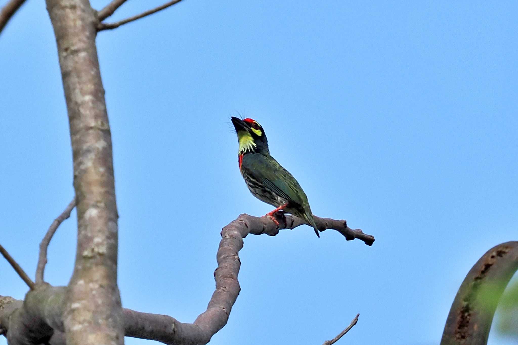 Photo of Coppersmith Barbet at ベトナム by 藤原奏冥