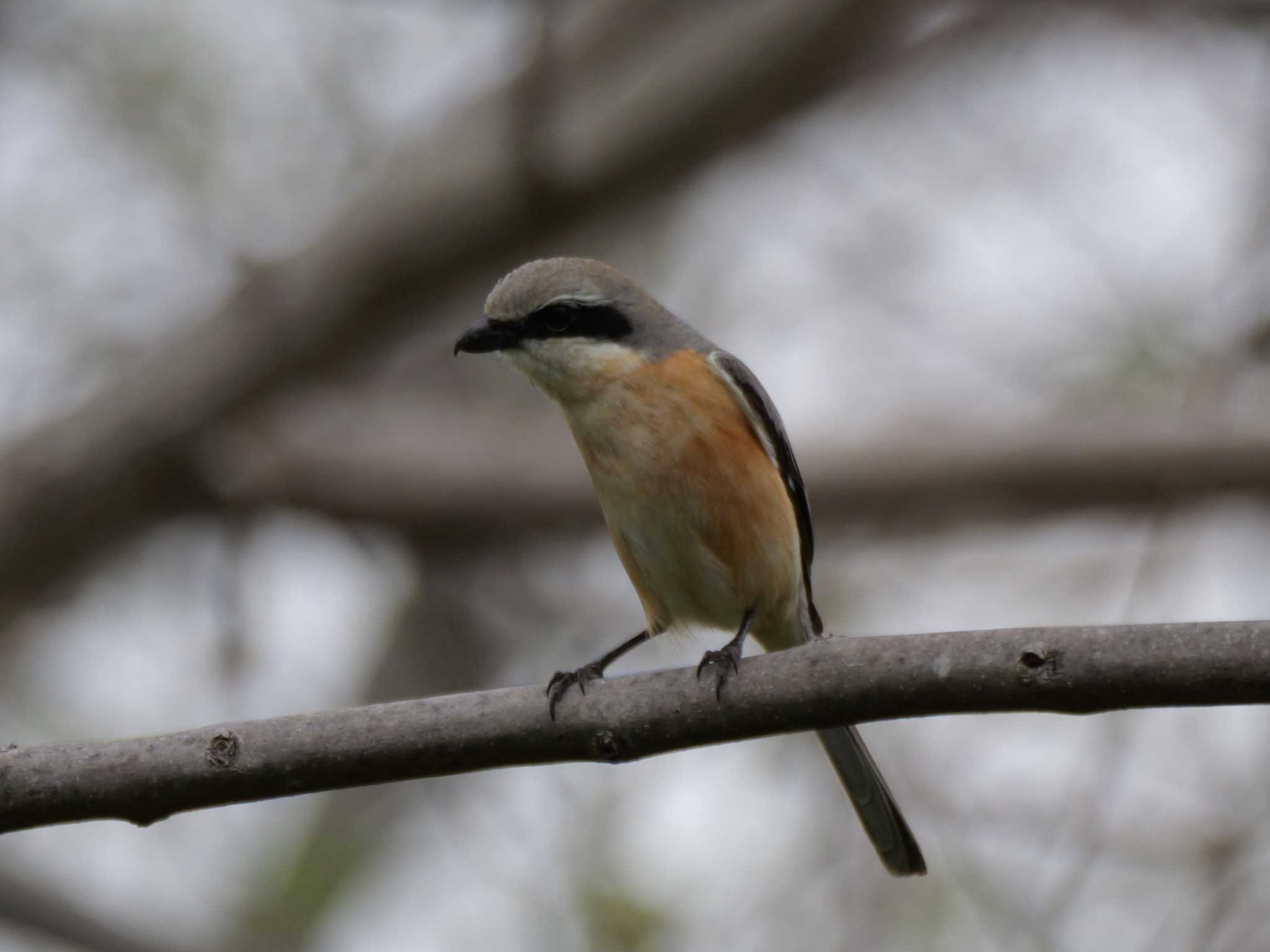 モズ3態。　周りを気にしている・・ by little birds