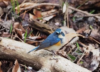 Red-flanked Bluetail 姫路市自然観察の森 Tue, 4/2/2024