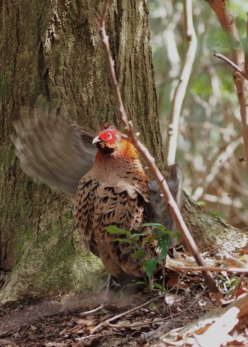 Copper Pheasant 姫路市自然観察の森 Sat, 4/6/2024