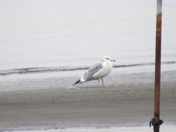 Vega Gull Sambanze Tideland Sun, 2/4/2024