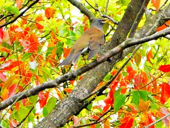 Eyebrowed Thrush 稲佐山公園 Sat, 4/6/2024