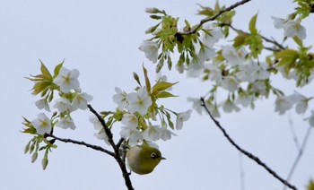 Warbling White-eye 鶴ヶ池 Sun, 3/31/2024