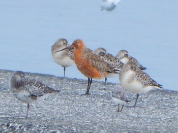 Bar-tailed Godwit Sambanze Tideland Sat, 4/6/2024