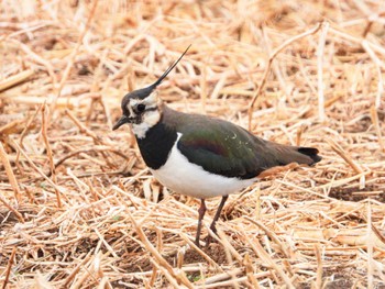 Northern Lapwing Unknown Spots Sun, 2/18/2024