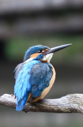 Common Kingfisher 四季の森公園(横浜市緑区) Sat, 4/6/2024