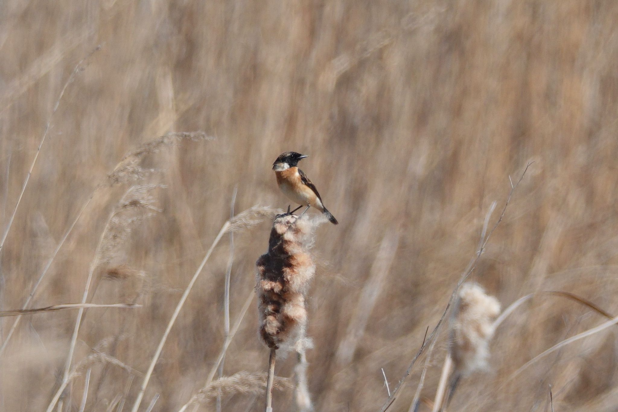 Photo of Amur Stonechat at  by のどか