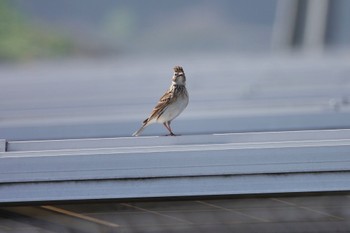 Eurasian Skylark Unknown Spots Mon, 4/1/2024