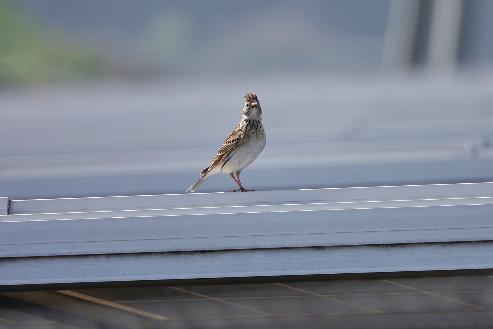 Photo of Eurasian Skylark at  by のどか