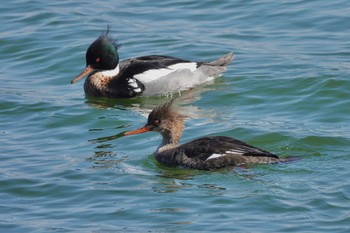 Red-breasted Merganser Unknown Spots Mon, 4/1/2024