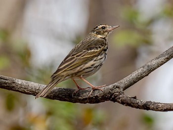 Olive-backed Pipit 芦屋市総合公園 Sat, 4/6/2024