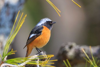 Daurian Redstart Akashi Park Mon, 3/4/2024