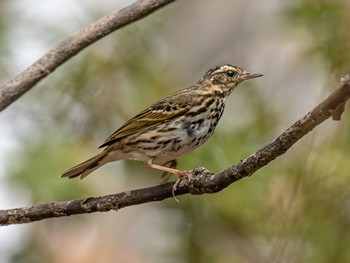 Olive-backed Pipit 芦屋市総合公園 Sat, 4/6/2024