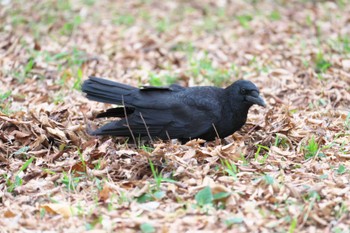 Carrion Crow Inokashira Park Sat, 4/6/2024